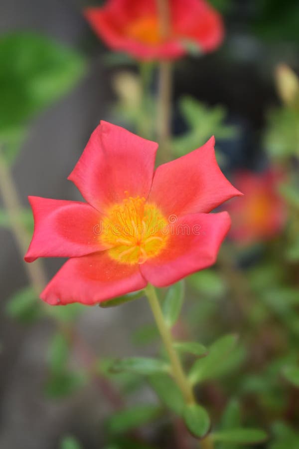 Cor Do Salmão Portulaca Grandiflora. Nome Comum Esta Flor : Onze Horas  Mexicano Rosa Erva-moss Rose Sun Ros Foto de Stock - Imagem de pétalas,  avestruz: 215718548