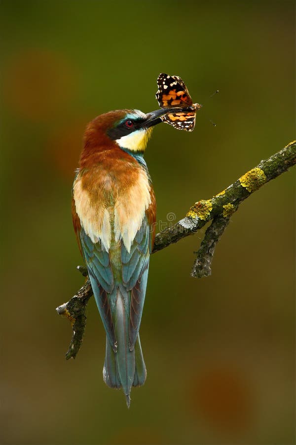 Cor do verão Pássaro da cor do verão nas flores Abelha-comedor europeu, apiaster do Merops, pássaro bonito que senta-se no ramo c