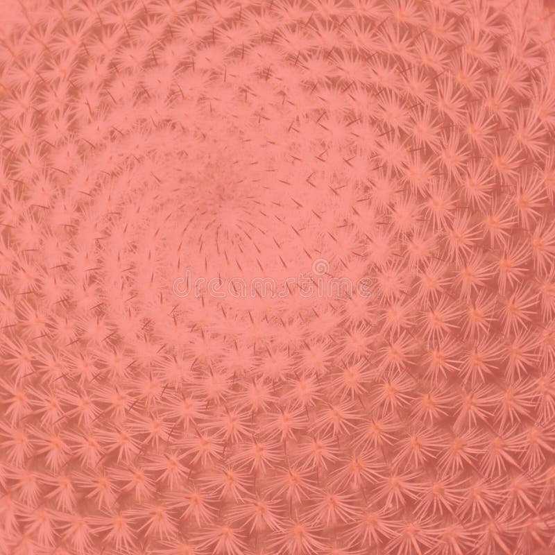 Cor na moda coral de vida do ano 2019 Fundo borrado close up da planta do cacto Fundo tonificado natural Vista superior imagens de stock royalty free Cor na moda coral de vida do ano 2019 Fundo borrado close up da planta do cacto Fundo tonificado natural Vista superior imagens de stock royalty free