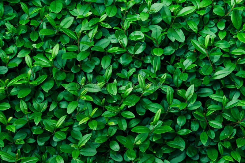 Cor verde vívida vibrante do arbusto verde da textura da folha do fundo da folha Molde do contexto