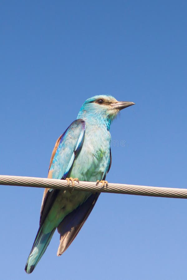 coracias europejski garrulus rolownik obraz stock coracias europejski garrulus rolownik obraz stock