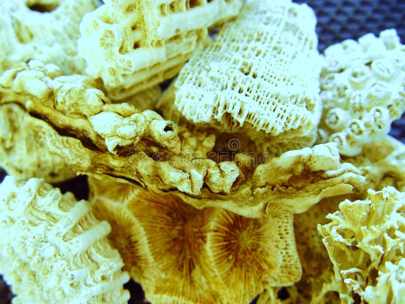 corail image libre de droits corail image libre de droits