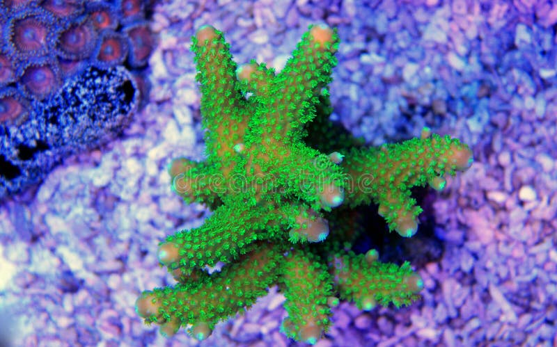 Colorful Acropora SPS coral in reef aquarium tank in saltwater reef aquarium tank, underwater macro shot. Colorful Acropora SPS coral in reef aquarium tank in saltwater reef aquarium tank, underwater macro shot