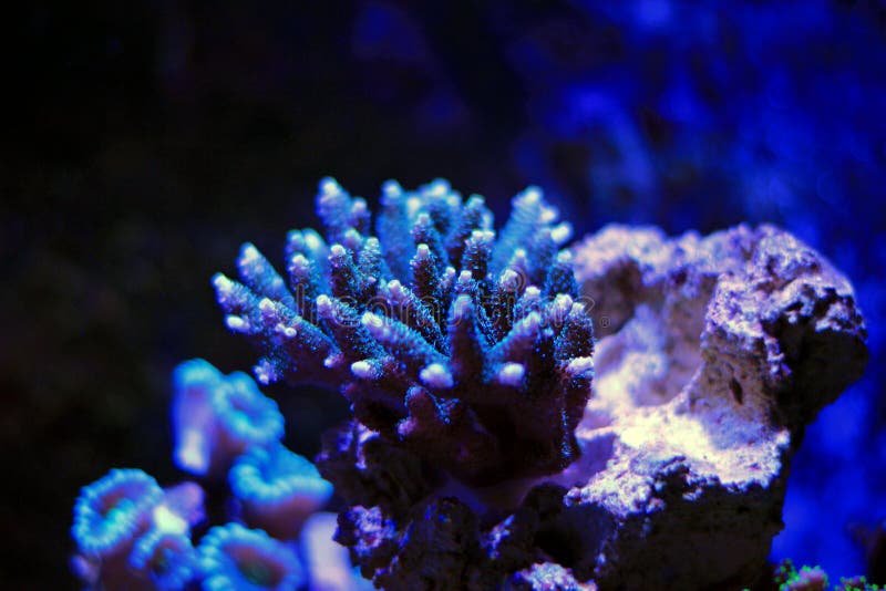Colorful Acropora SPS coral in reef aquarium tank in saltwater reef aquarium tank, underwater macro shot. Colorful Acropora SPS coral in reef aquarium tank in saltwater reef aquarium tank, underwater macro shot