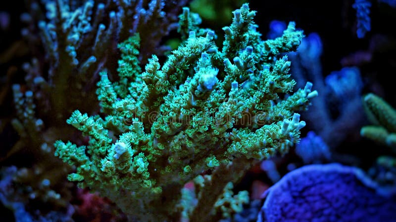 Colorful Acropora SPS coral in reef aquarium tank in saltwater reef aquarium tank, underwater macro shot. Colorful Acropora SPS coral in reef aquarium tank in saltwater reef aquarium tank, underwater macro shot