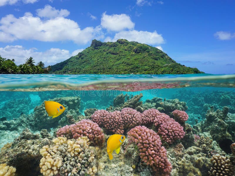 Polynésie coraux