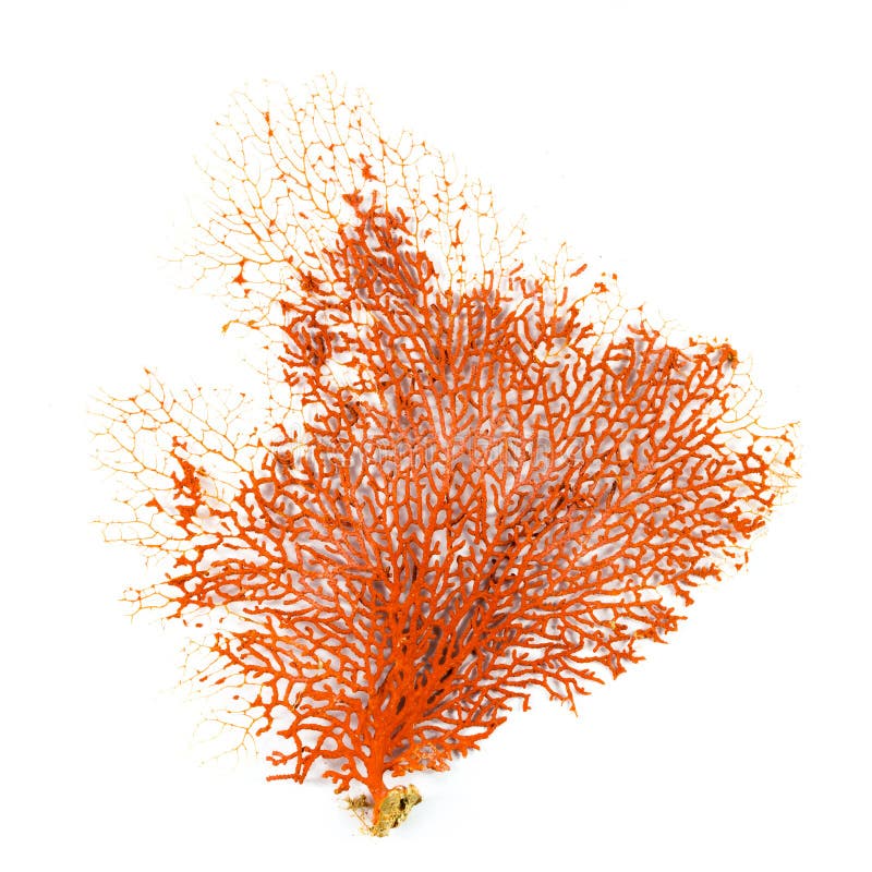 Corail de fan de Gorgonian rouge ou de Mer Rouge d'isolement sur le fond blanc photographie stock Corail de fan de Gorgonian rouge ou de Mer Rouge d'isolement sur le fond blanc photographie stock