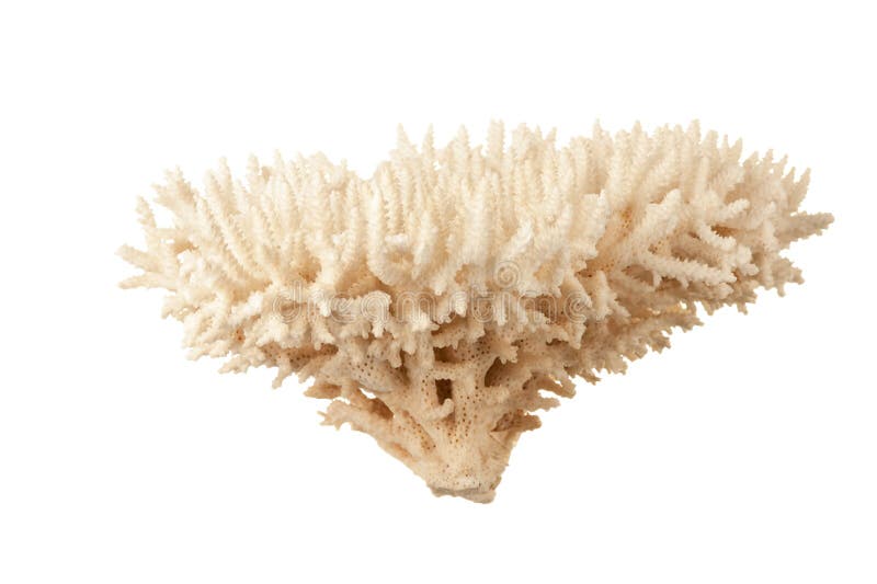 Corail de mer photos libres de droits Corail de mer photos libres de droits
