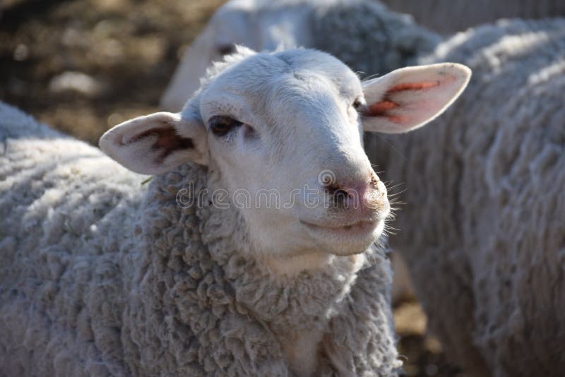 Corail de moutons du ` s de grand-maman : Moutons de Navajo augmentant pendant le 21ème siècle photos stock Corail de moutons du ` s de grand-maman : Moutons de Navajo augmentant pendant le 21ème siècle photos stock