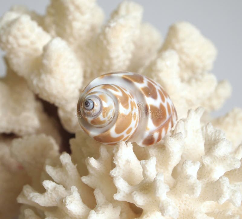 A coral and a shell. A coral and a shell