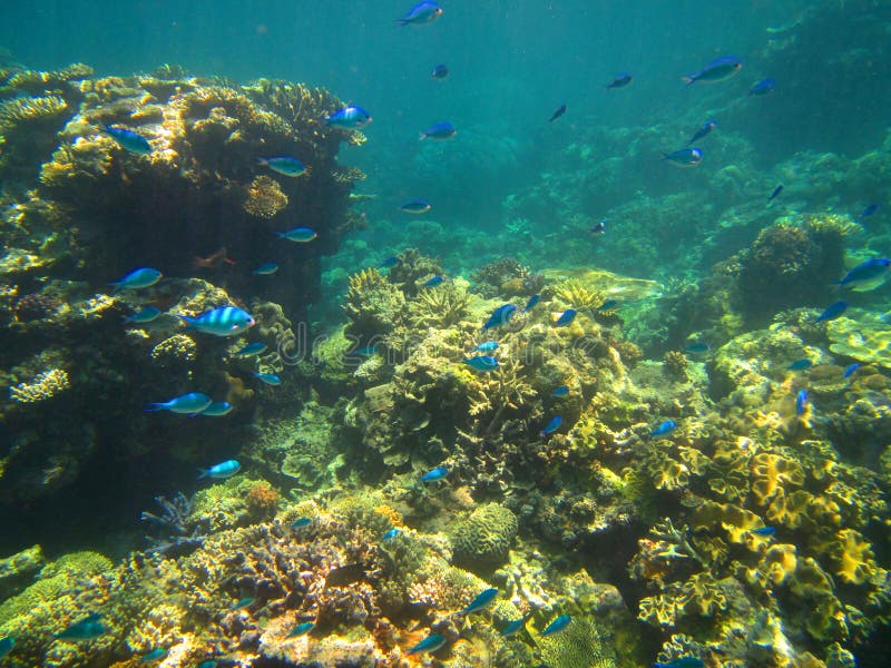 Corail et poissons sur la Grande barrière de corail, Australie photographie stock libre de droits Corail et poissons sur la Grande barrière de corail, Australie photographie stock libre de droits