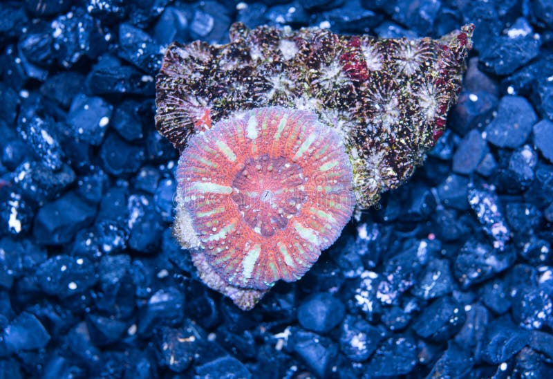 Multicolor mini scoly coral.Lps coral. Multicolor mini scoly coral.Lps coral.