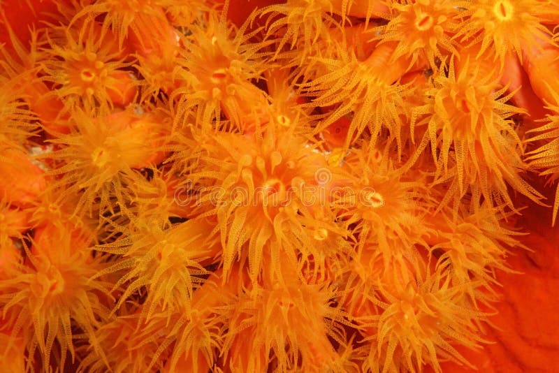 Corail orange de cuvette (coccinea de Tubastraea) images libres de droits Corail orange de cuvette (coccinea de Tubastraea) images libres de droits