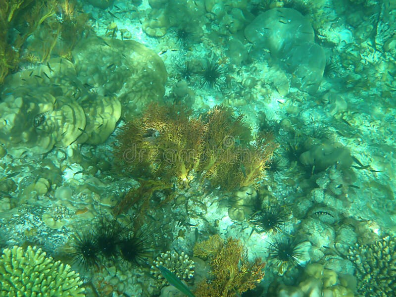 Corail sous-marin coloré en mer images stock Corail sous-marin coloré en mer images stock