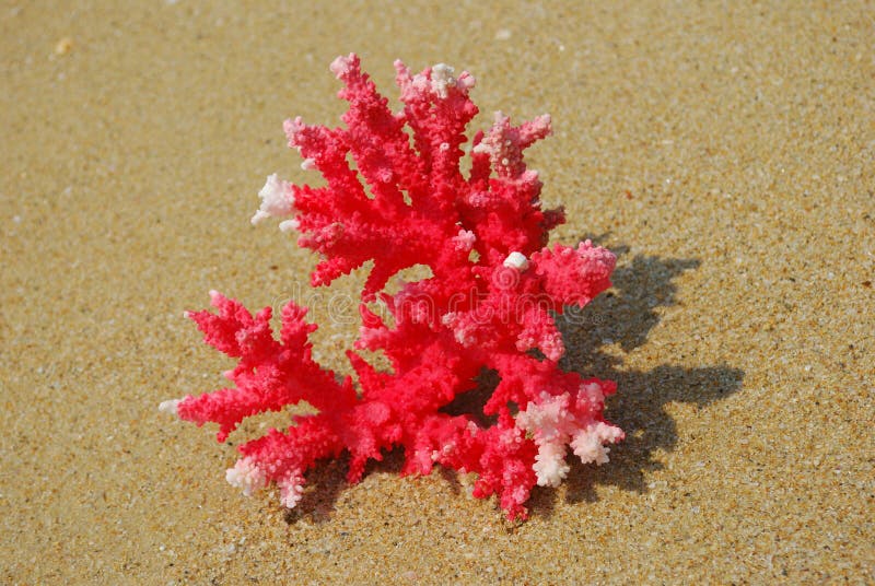 Coral