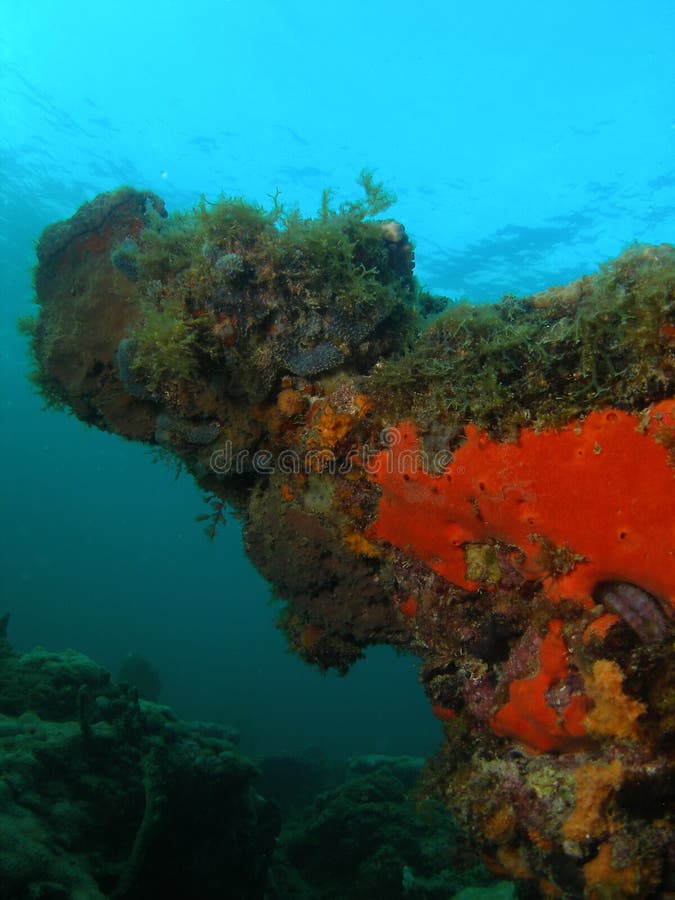Orange Coral reef stock photo. Image
