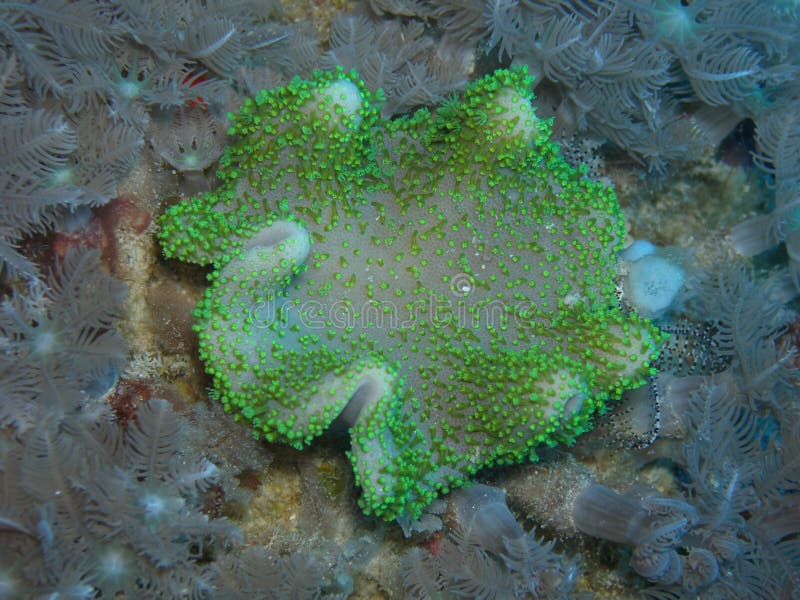 Lettuce Leaf Nudibranch stock image. Image of saltwater 11159815