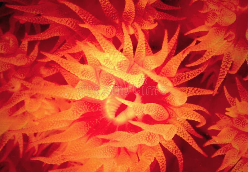 Coral alaranjado do copo Coral alaranjado do copo