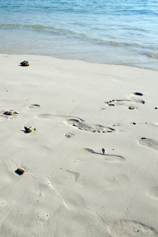 Coral on the beaches