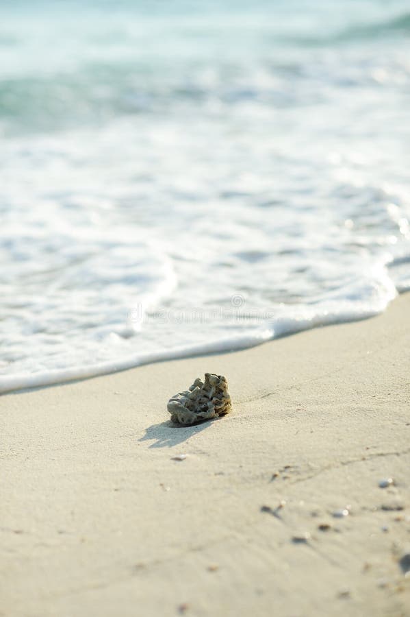 Coral on the beaches