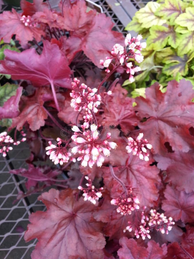 Coral Bells Flowers stock photo. Image of seasonal, natural 14515020