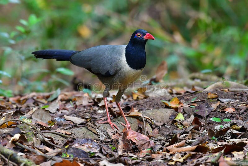 Coral-billed Ground Cuckoo Bird. Beautiful colorful bird, Coral-billed Ground Cuckoo Carpococcyx renauldi standing on the ground, Khao Yai National Park Thailand royalty free stock photo