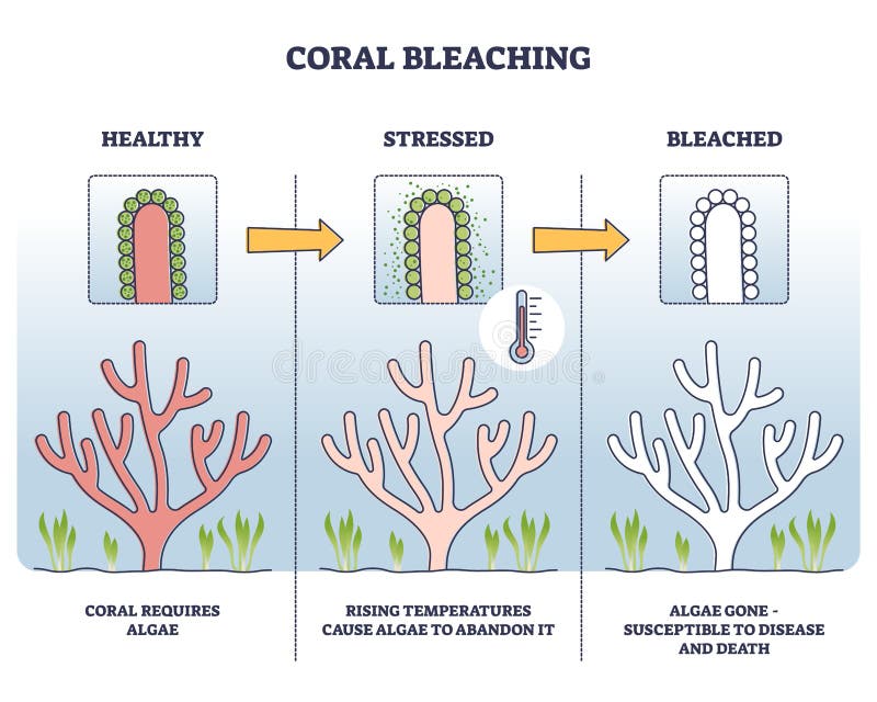Coral Bleaching Process with Stressed and Bleached Stages Outline ...