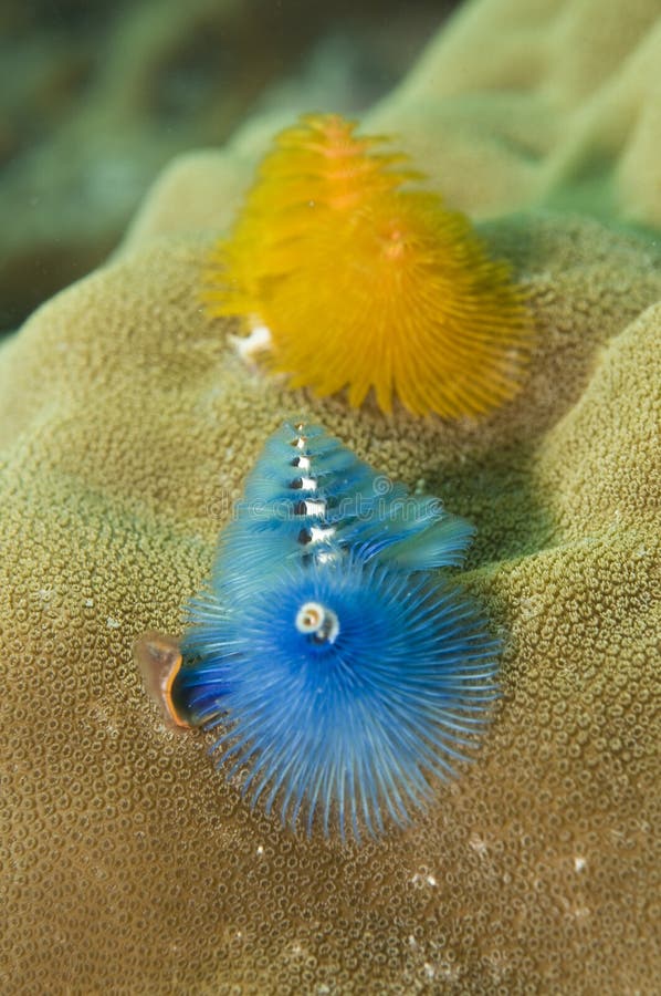 Coral christmas tree stock photo. Image of places, beach 14168528