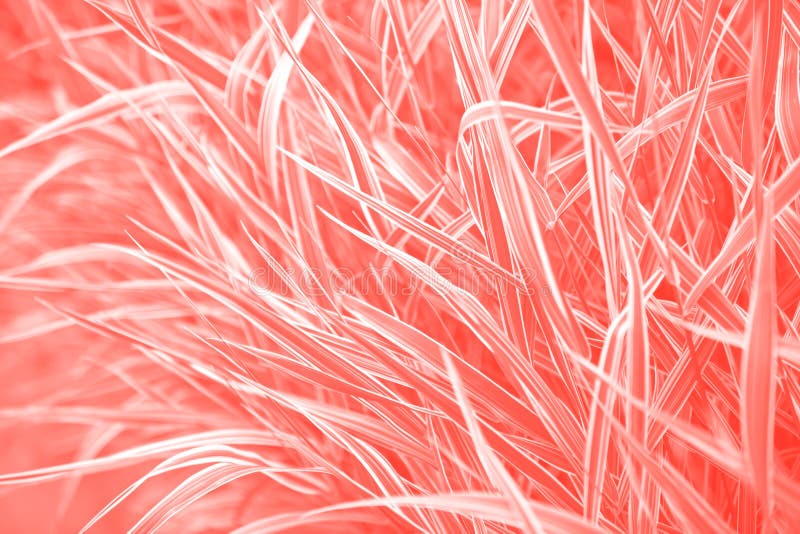 Coral Colored Grass Plants Natural Background Stock Photo Image of blur, natural 152117726