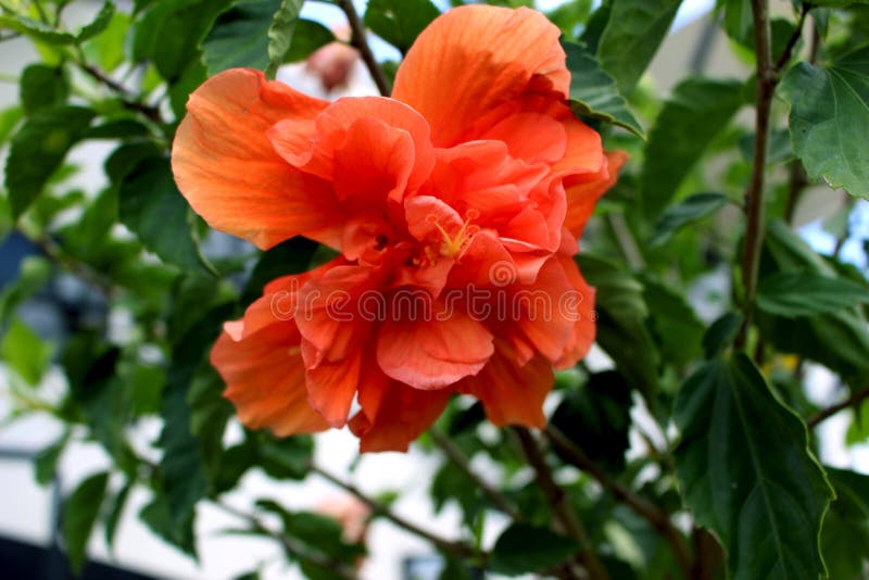 Coral Colored Hibiscus Flower imagens de stock Coral Colored Hibiscus Flower imagens de stock
