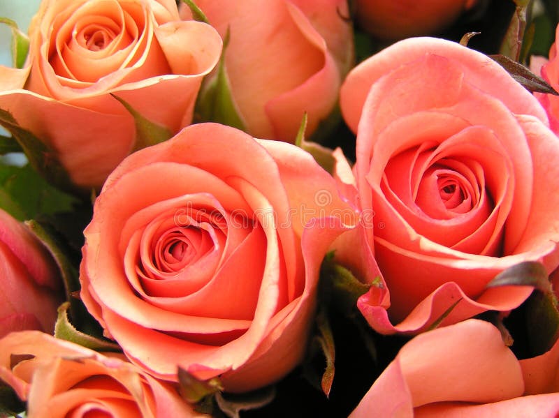 Coral colored roses stock photo. Image of color, wedding 214672