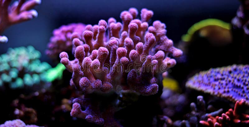 Coral cor-de-rosa do sps do stylophora no aquário imagem de stock Coral cor-de-rosa do sps do stylophora no aquário imagem de stock