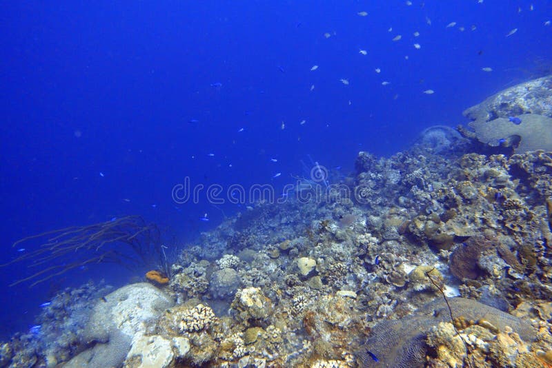 A Coral covered underwater walls