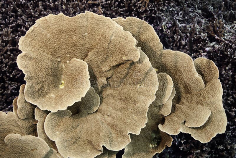 Coral da alface