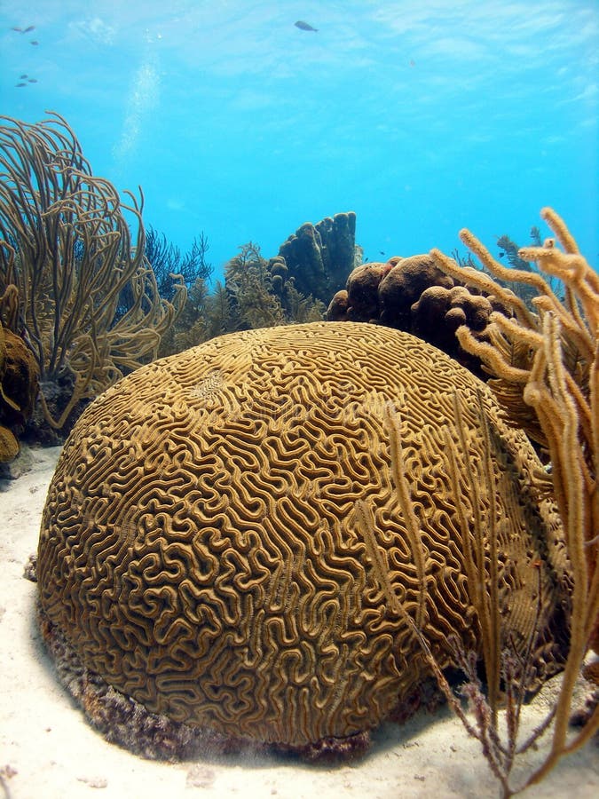 Coral de cerebro fotografía de archivo libre de regalías Coral de cerebro fotografía de archivo libre de regalías
