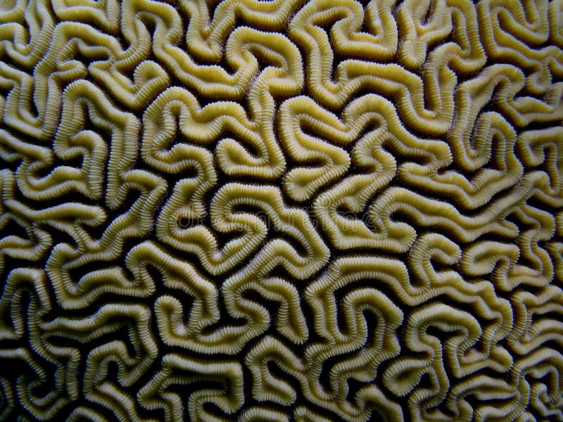 Coral de cerebro, el Caribe, Puerto Rico