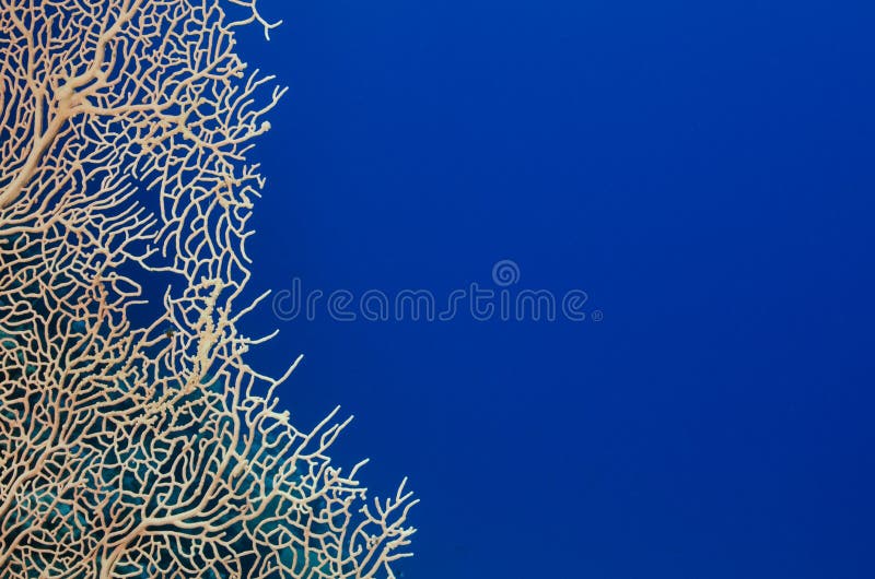 Coral and deep blue ocean background