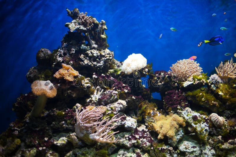 Coral detail in aquarium