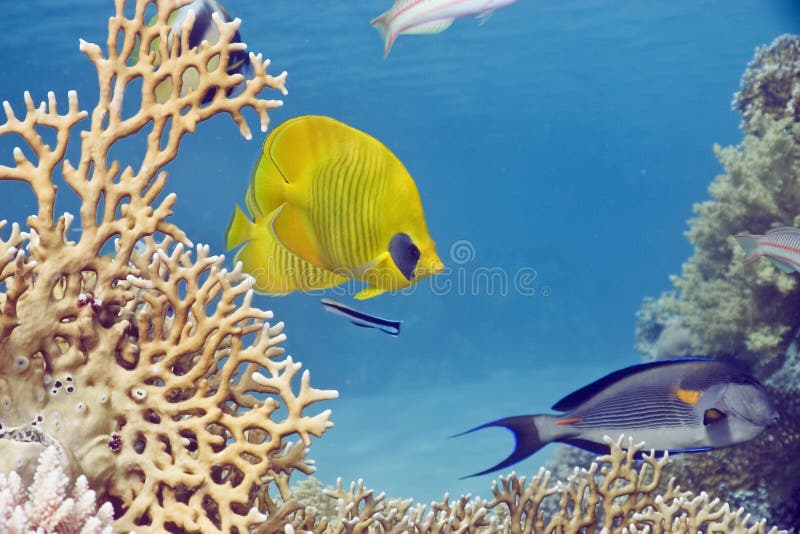 Coral and fish stock photo. Image of reef, painted, saltwater - 6350196