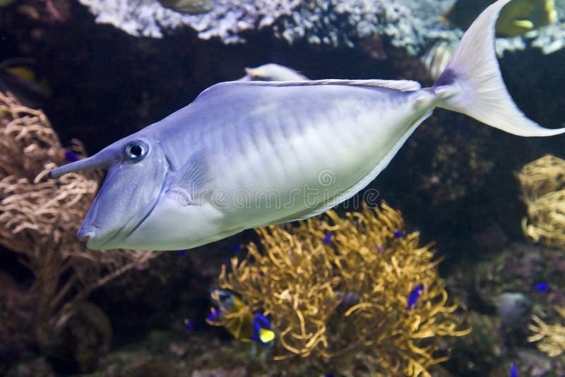 Coral Fish With Horn Underwater. Royalty Free Stock Photo Image 9378735