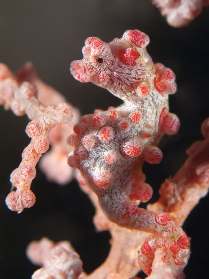 Coral fish Pygmy seahorse royalty free stock image