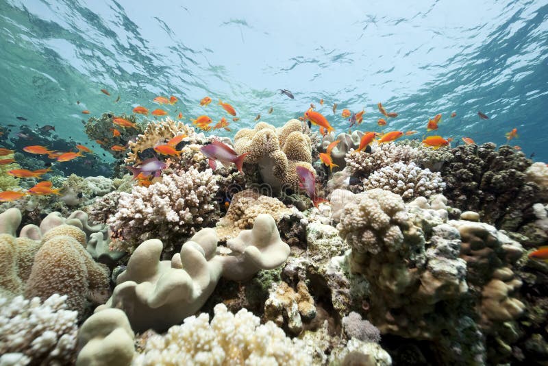 Coral and fish in the Red Sea