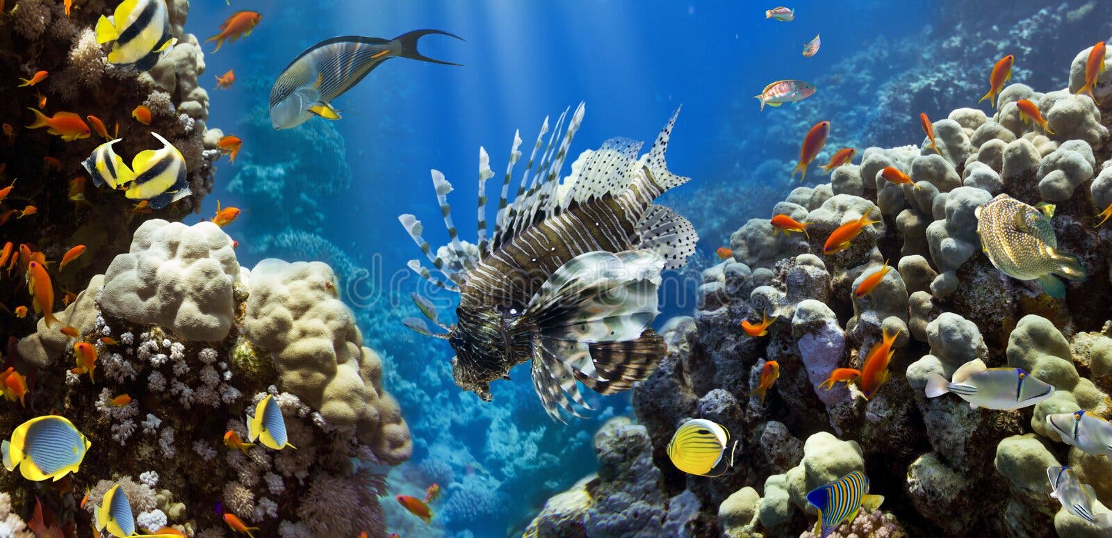Tropical fishes stock image. Image of deep, colony, beautiful - 20626275
