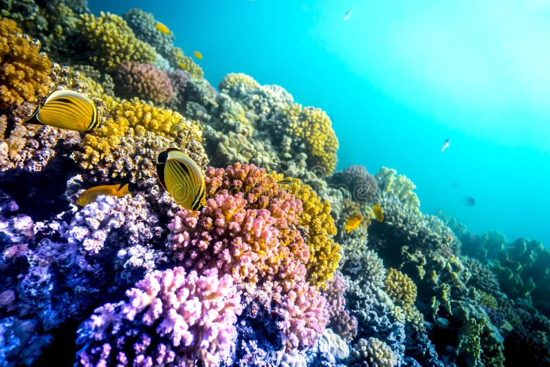 Coral and Fish in the Red Sea Stock Image - Image of life, polyps: 58811999