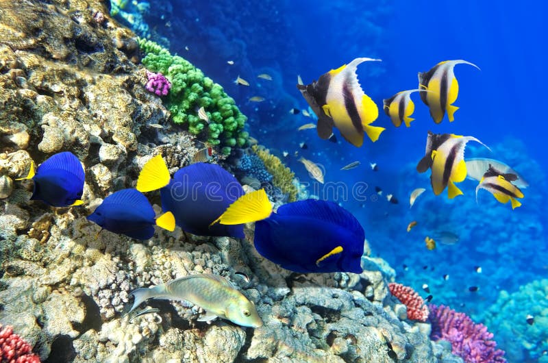 Yellow Tang saltwater fish stock photo. Image of life - 3333094