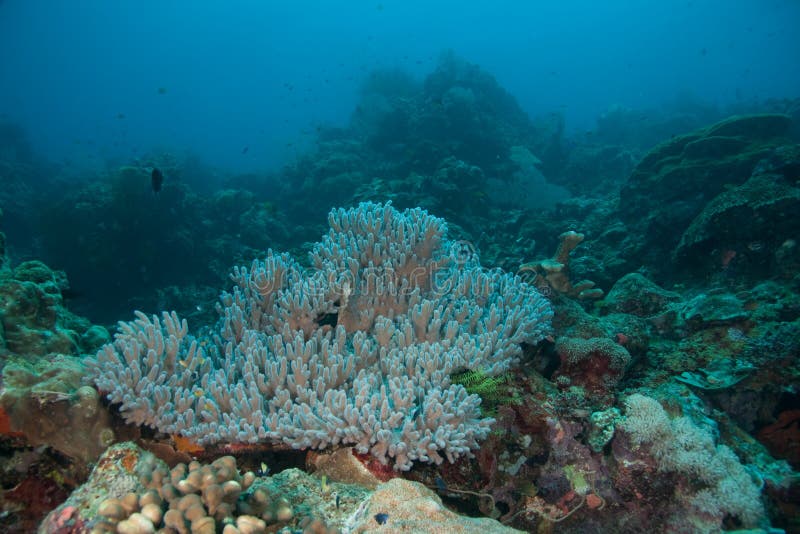 Coral formation