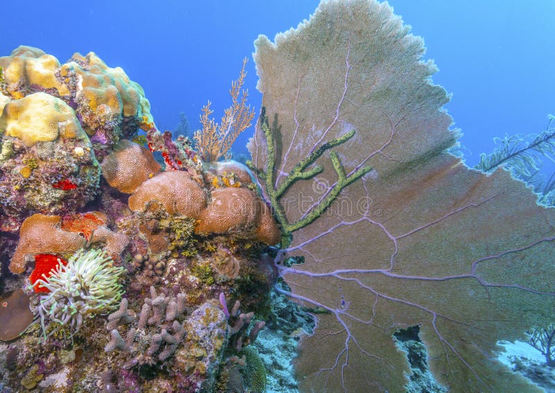 Coral garden in Caribbean stock image. Image of beauty - 149543951