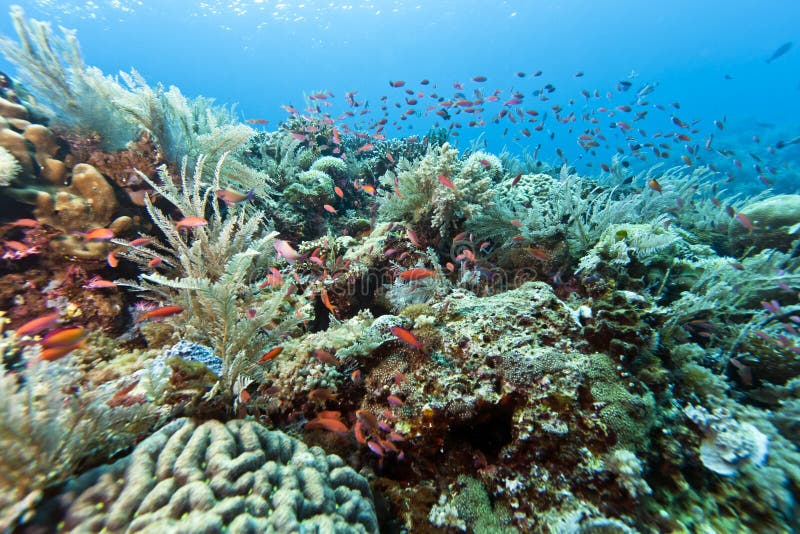 Coral garden Indonesia stock photo. Image of nature, pacific - 18459080