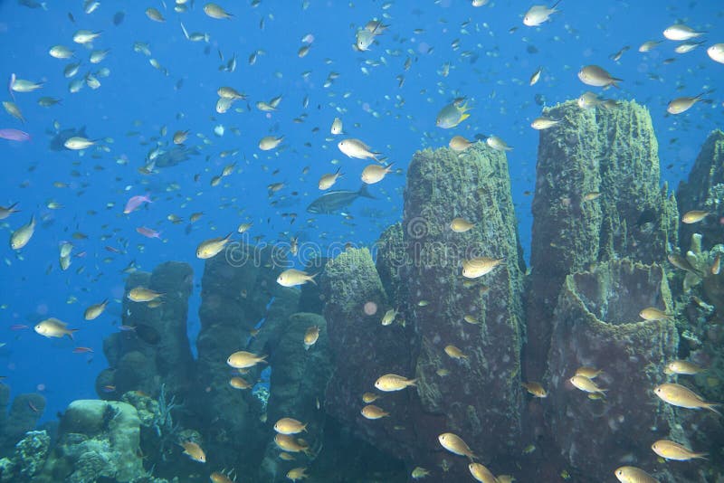 Six Fishes Around The Globe Stock Photo - Image of lineatus, centropyge ...