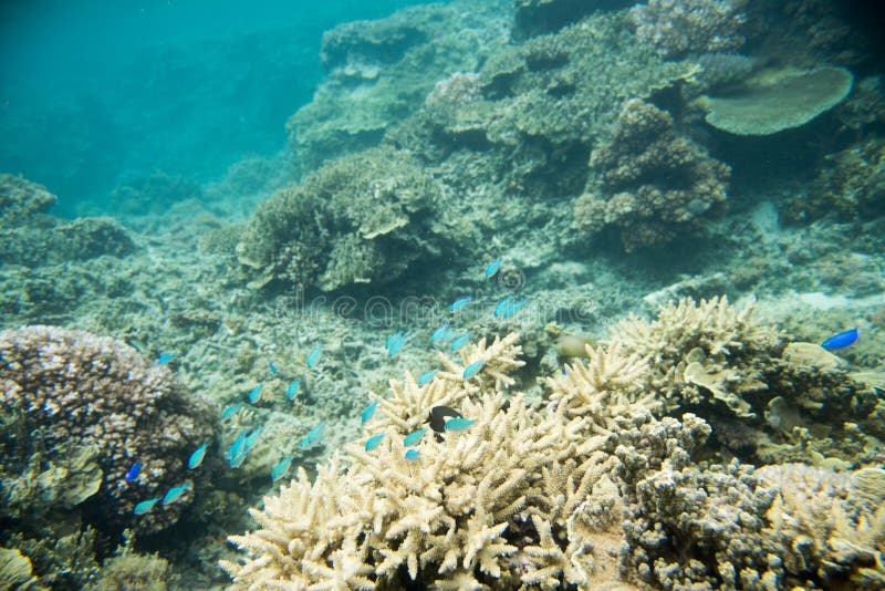 Coral Garden and Marine Life in the Pacific Ocean